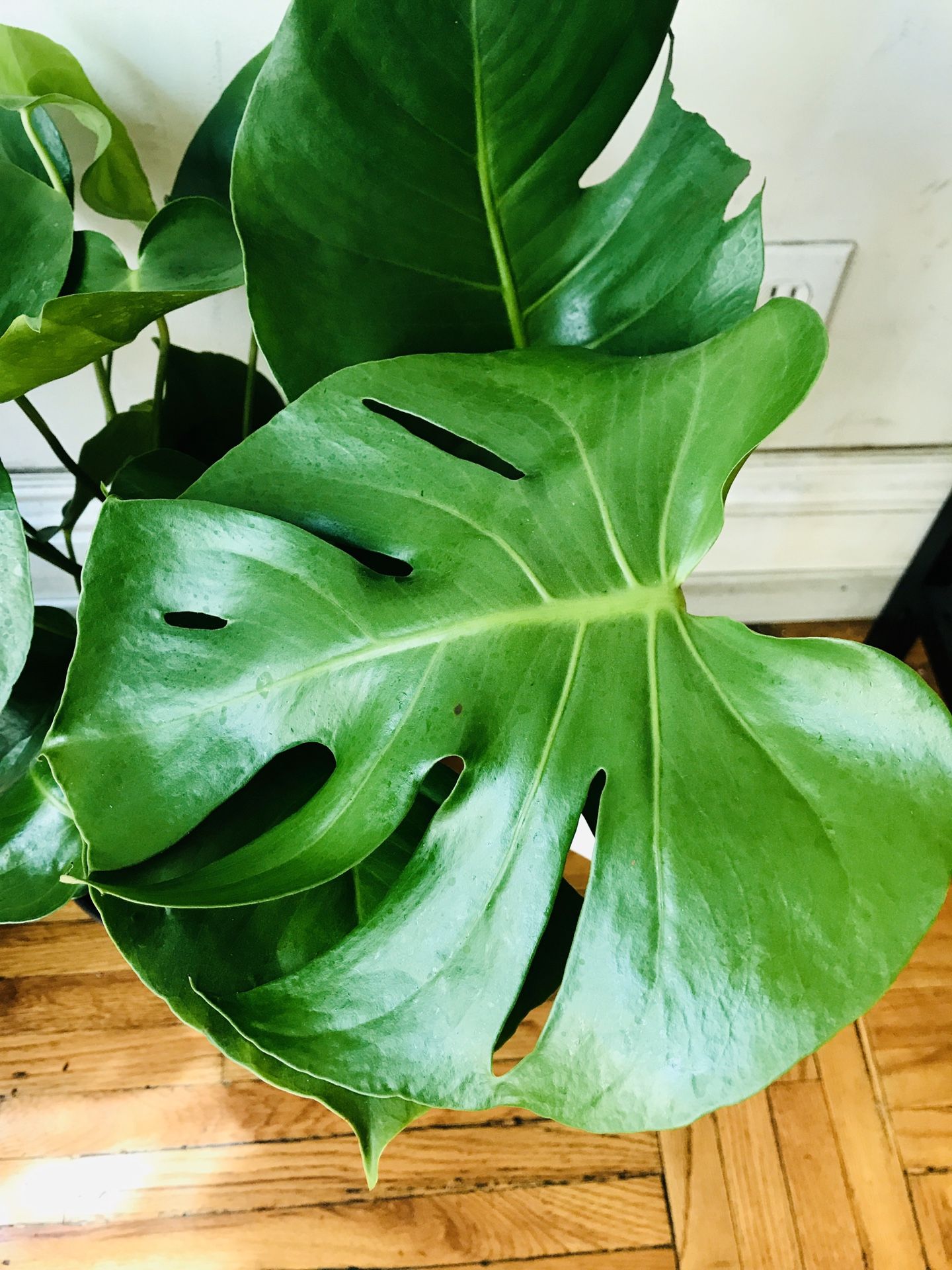 Monstera plant 10”