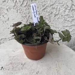 3 Inch Pot Succulent Plant- Callisia Repens - Gold Mini - Miniature Wandering Dude - Rooted & Established - Drought Resistant - 🪴 
