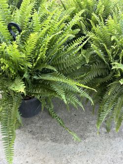 Fern Plants