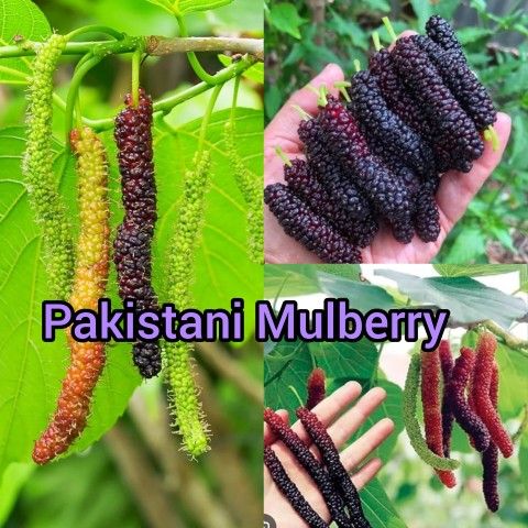 Pakistani mulberry trees 🌳 In 3gal Arboles  de Mora pakistani