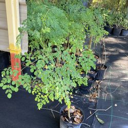 Moringa three