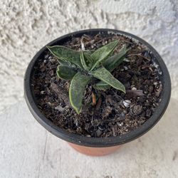 4 Inch Pot Succulent Plant - Gasteria Obliqua - Stormy Sword - Rooted and Established - Beautiful Flowers -🪴- Drought Resistant