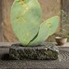 WabiSabi Cactus.rudy