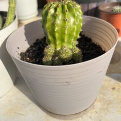 Small Cactus Plant
