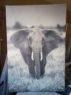 Elephant Canvas