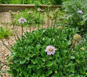 Plant ground cover , Butterfly Blue or Scabiosa