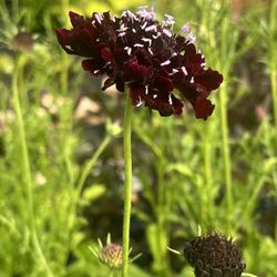 SCABIOSA Plants 