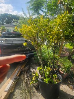 Giant Croton Yellow Mammey