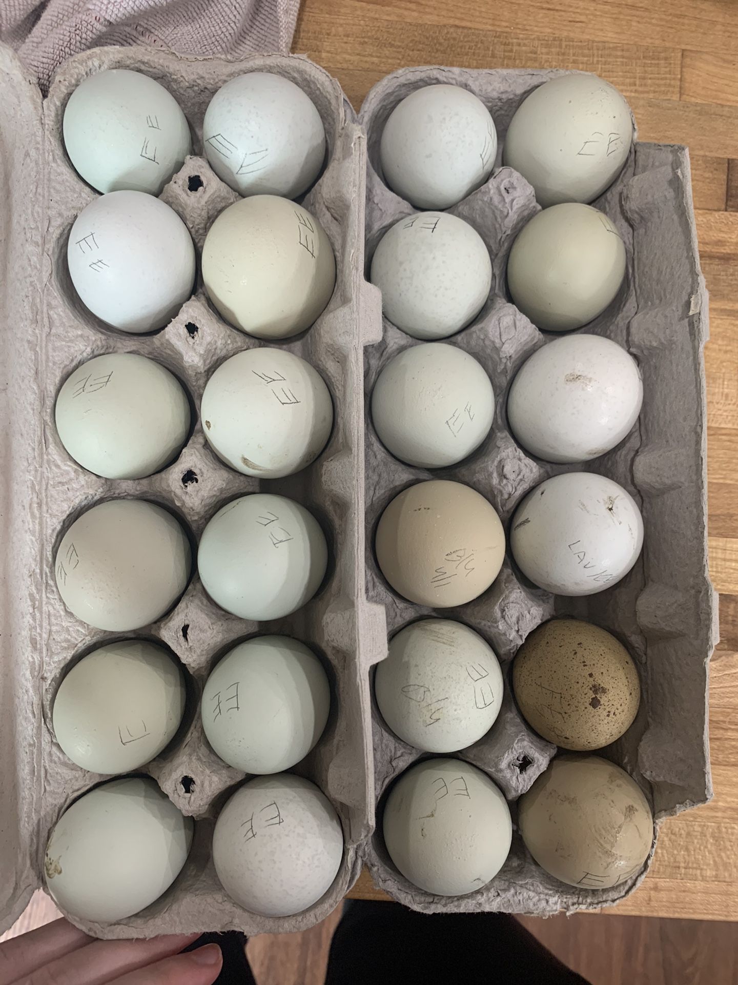 Dozen Easter Egger eggs!