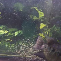 Flowerhorn Egg Laying 