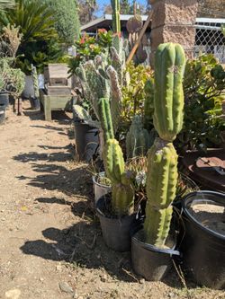 San Pedro cactus