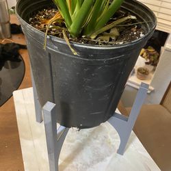 ULTIMATE PLANT STAND