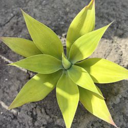 $15 Foxtail Agave Succulent Plant 