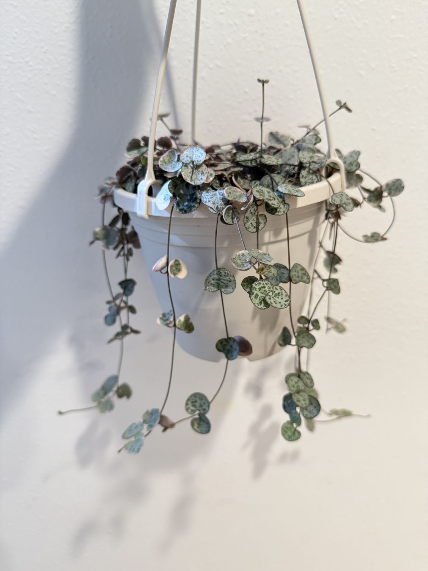 Houseplant Succulent String Of Heart Variegated