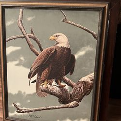 Guy Coheleach Bald Eagle 