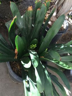 Garden plant
