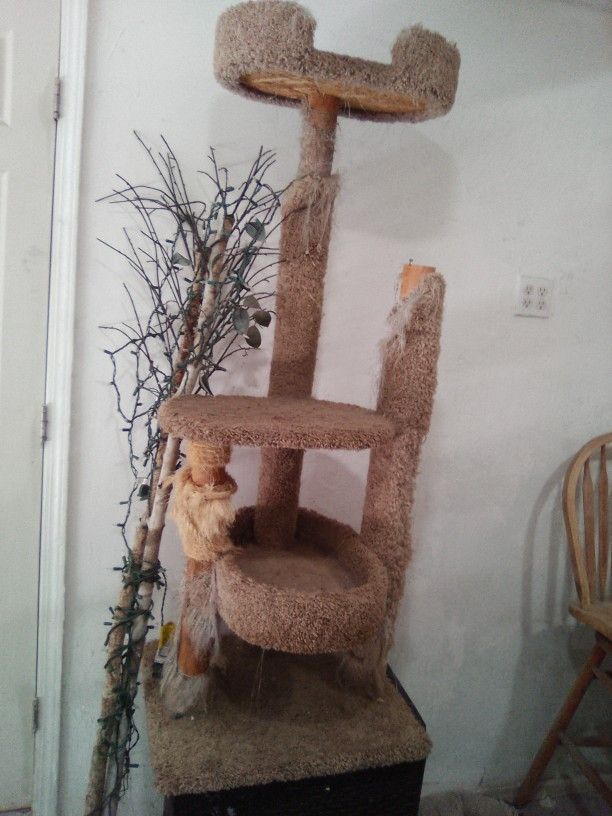 Cat play