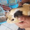 Juana