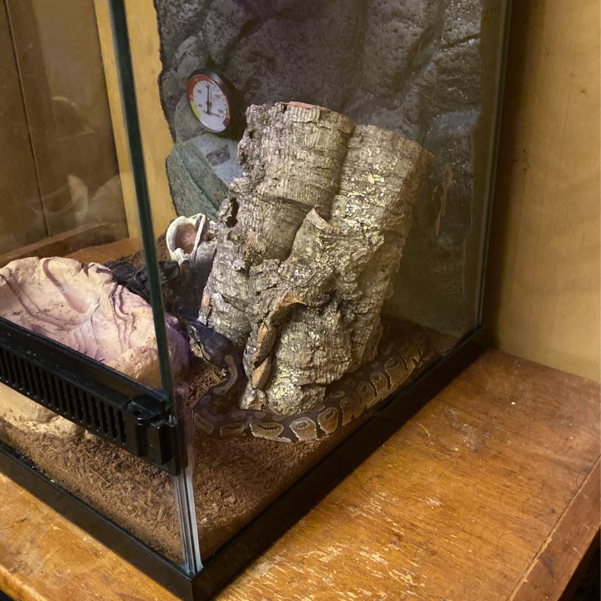 10 Gallon Enclosure With Python