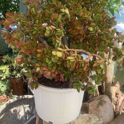 Beautiful  Jade Plant ,Big 15 Gallon 
