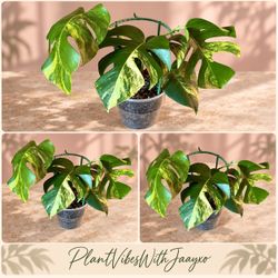 Monstera Aurea Plant - 8inch