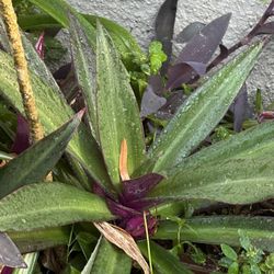 Each Ask 9.00 Plants 