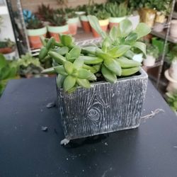 SUCCULENT PLANTS