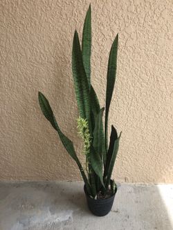 Snake plant live