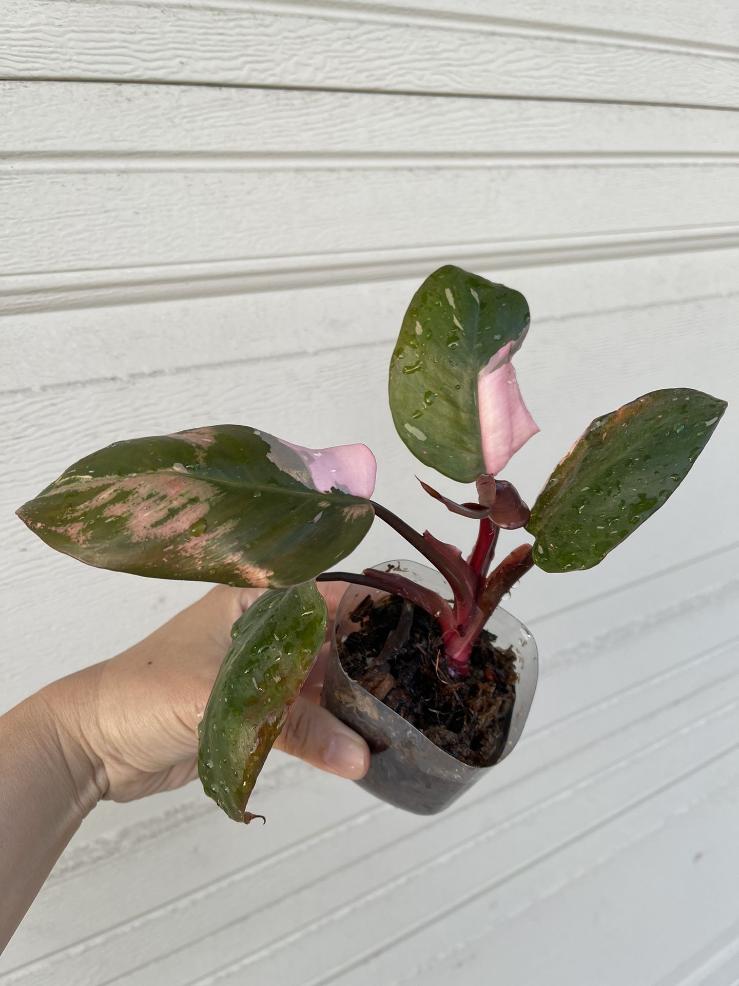 Philodendron Pink Princess Plant