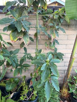 Avocado Tree