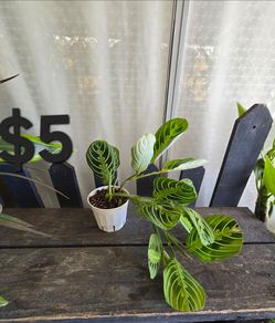 Lemon Lime Maranta