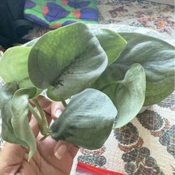 Rare Scindapsus Platinum