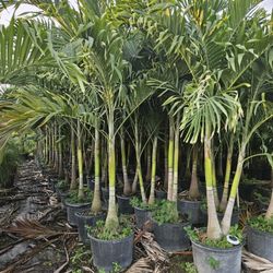 huge crhistmas palms  single double  triple 9 to 10 feet tall  Over all 