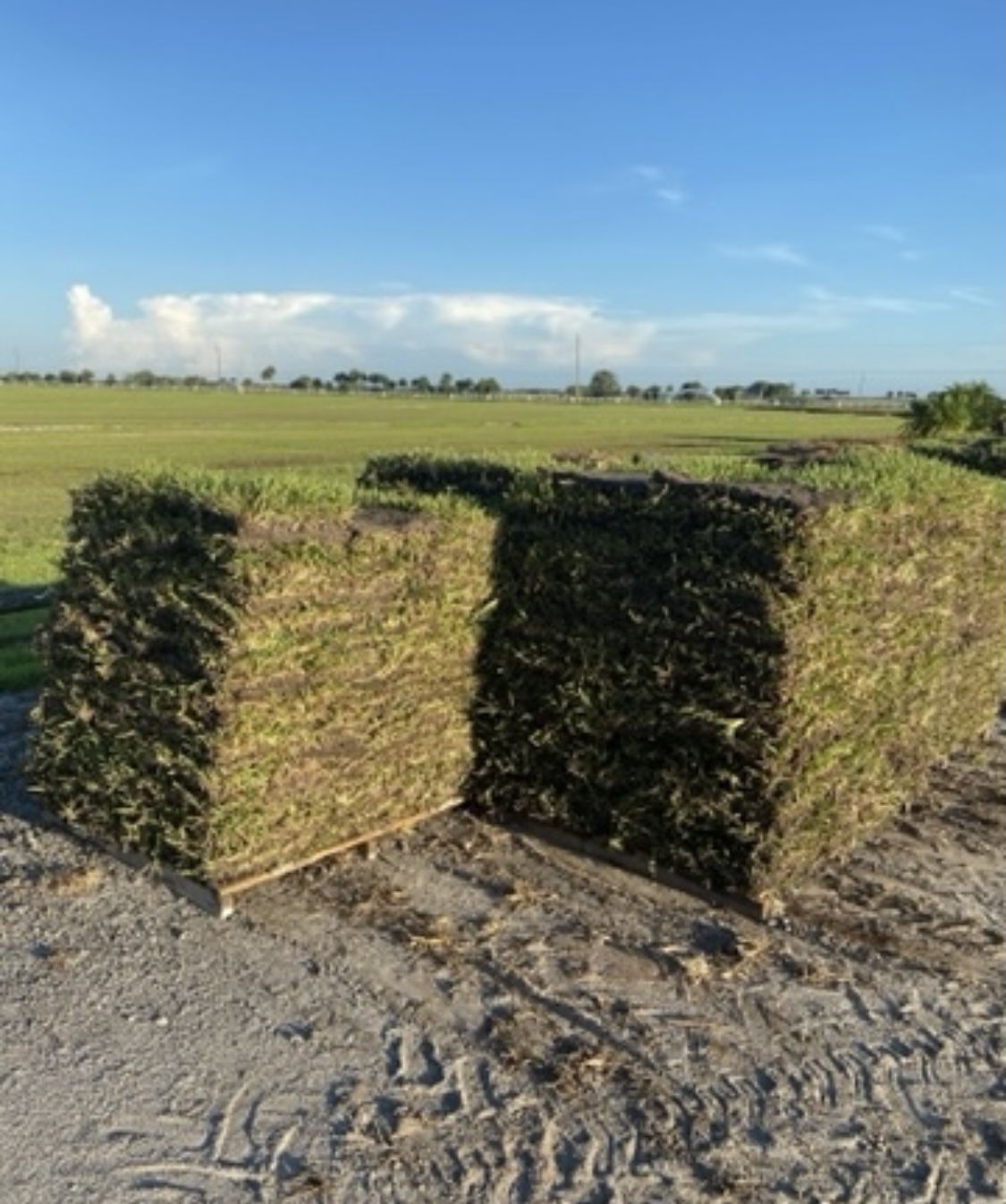 St Augustine Sod