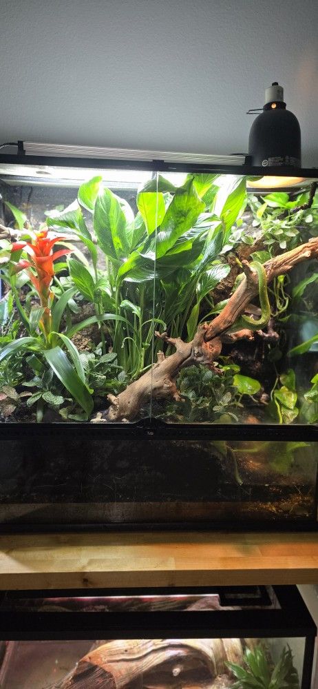Exo Terra Bioactive Terrarium/Paluderium with Green Tree Python