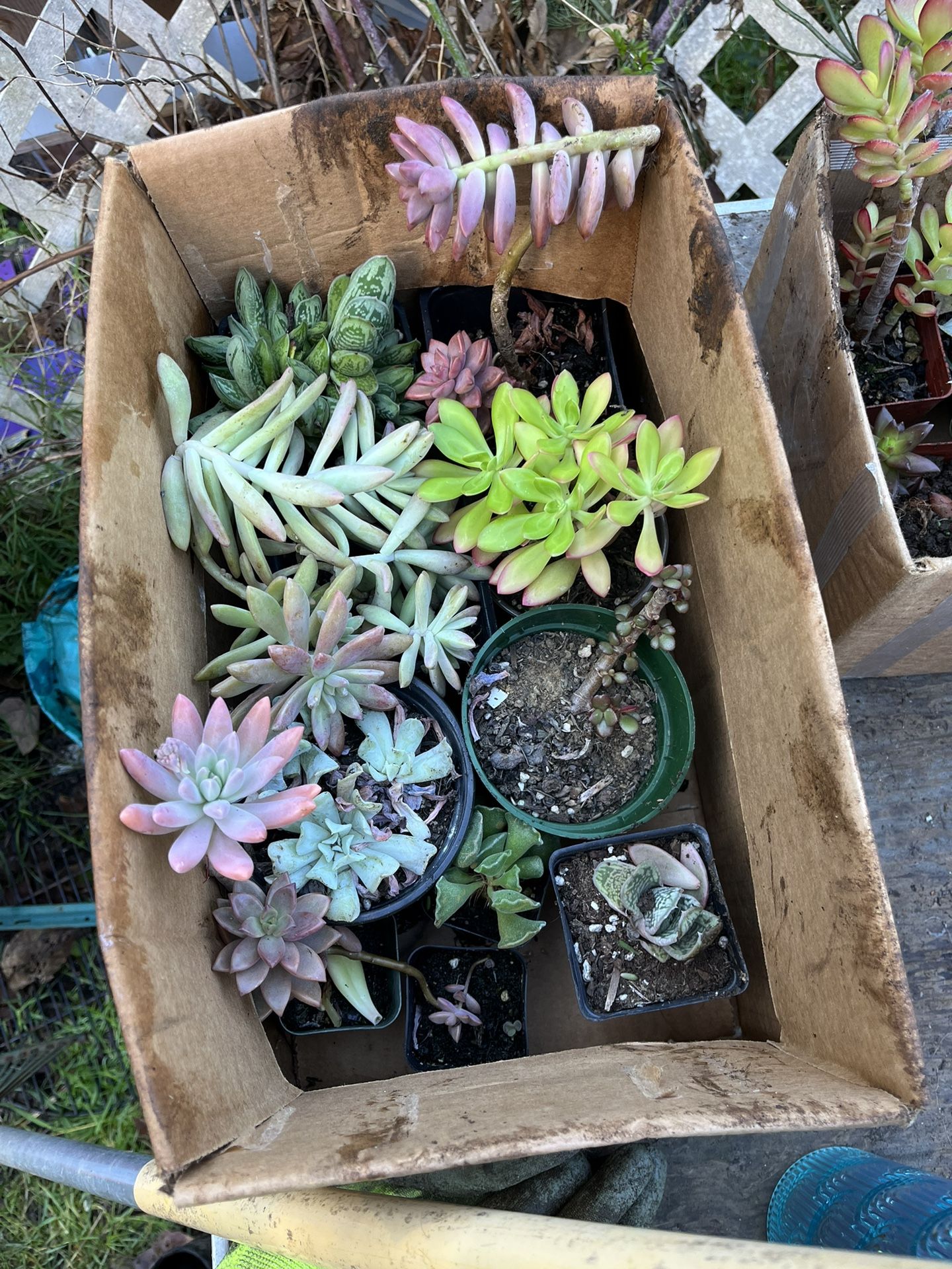 Succulent Assortment