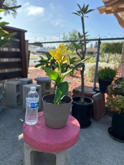 Yellow Canna lily