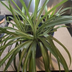 Spider Plant In 8" Pot