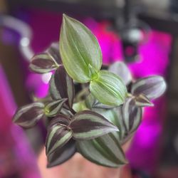 Tradescantia Zebrina 