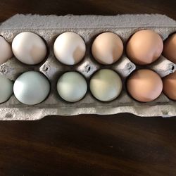 Chicken Eggs for Hatching