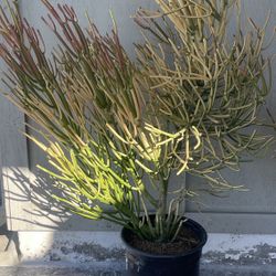 Fire Plants For Sale