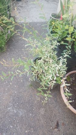 Dappled willow