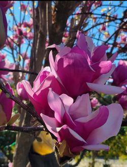 Pink   Magnolia   Tree