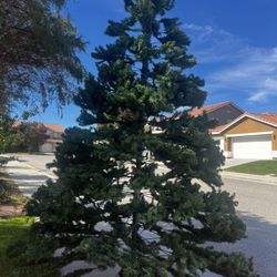 12 Ft Tall Christmas Tree 