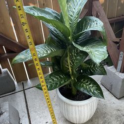 ~ 3ft tall (10” pot) super healthy indoor plant; dieffenbachia tropic snow; 95820