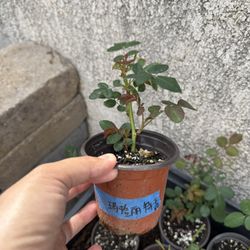 Crown Princess Margareta - climbing roses 