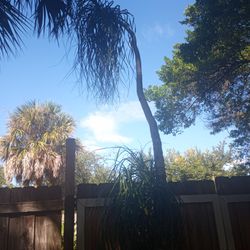 Ponytail Palm (Large)