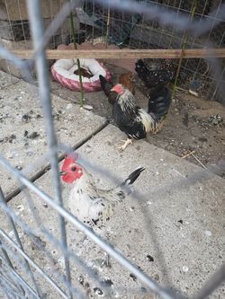 Costarricas 40 cada uno