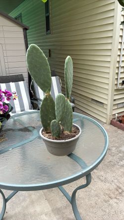 Prickly Pear Cactus