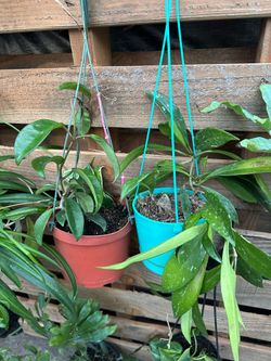 Hanging Hoya plant